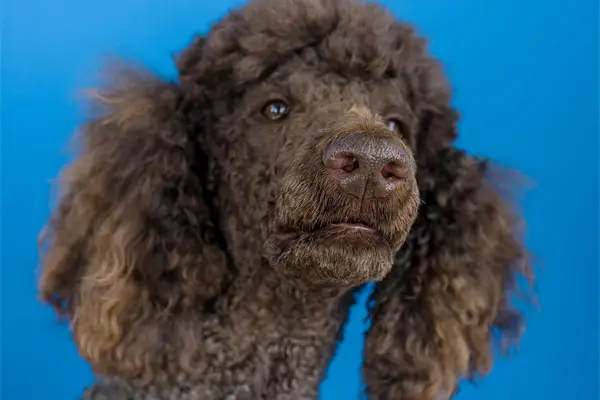 Poodle Dog Breed