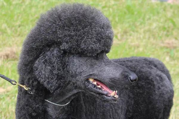 Poodle