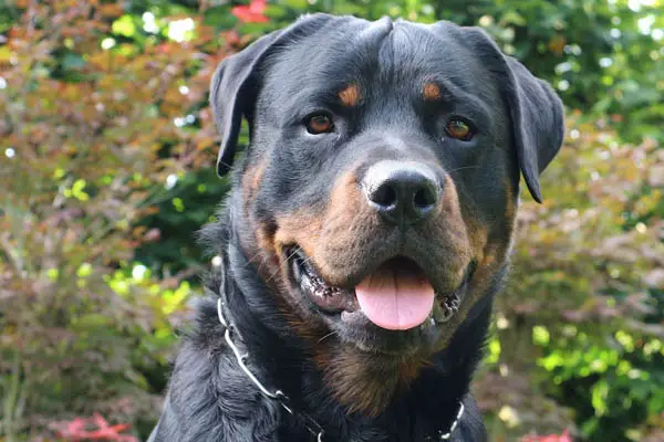 Rottweiler Dog Breed