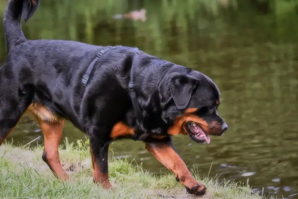 Rottweiler Facts