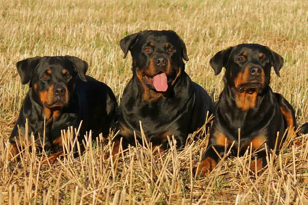 Rottweiler