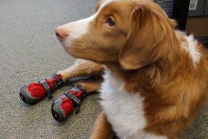 Should your dog wear dog booties