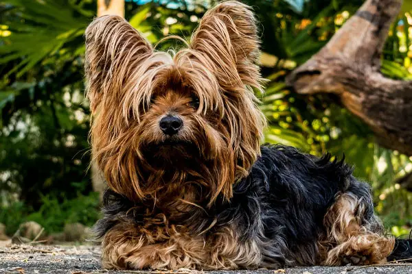 Yorkshire Terrier Dog Breed