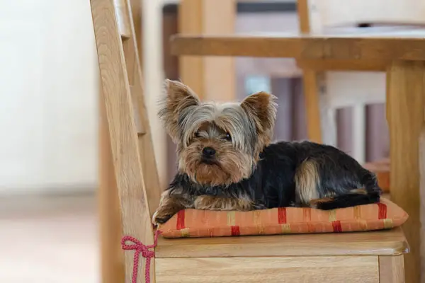 Yorkshire Terrier Facts