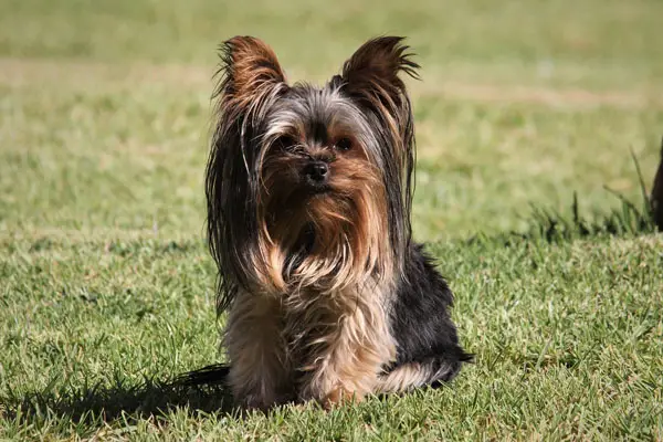 Yorkshire Terrier