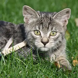 cat on leash