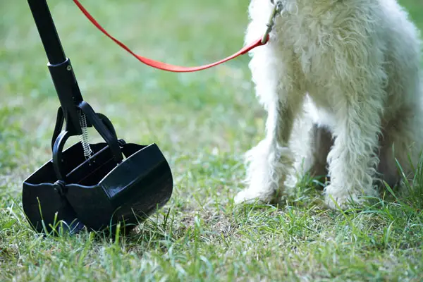 cleaning up after dog with pooper scooper