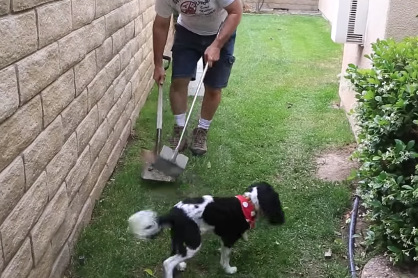 cleaning up dog poop