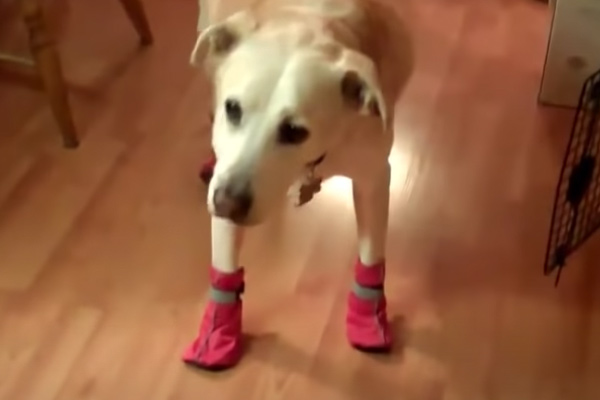 dog getting used to dog booties