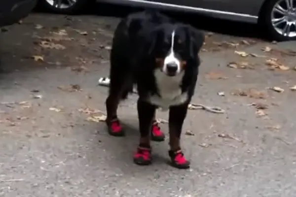 dog getting used to wearing dog booties