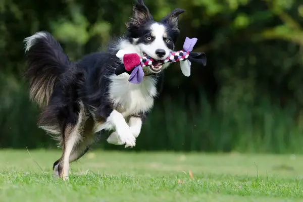 dog running through yard after owner used pooper scooper