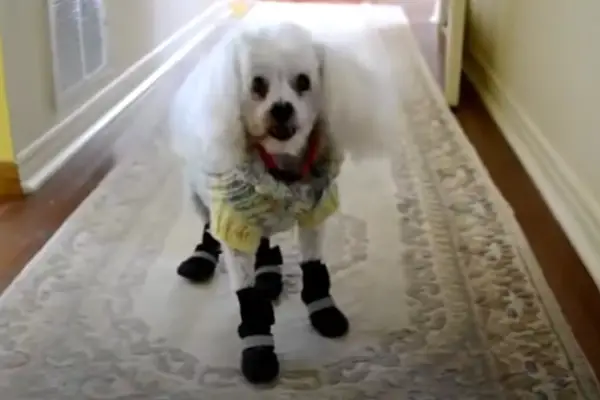 dog wearing booties