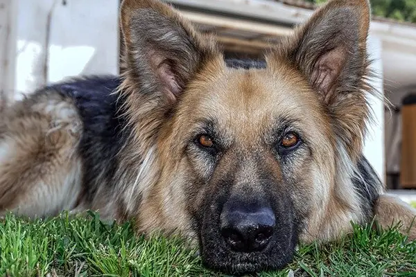 german shepherd dog breed