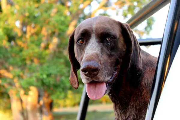 german shorthaired pointer dog breed