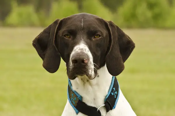 german shorthaired pointer facts