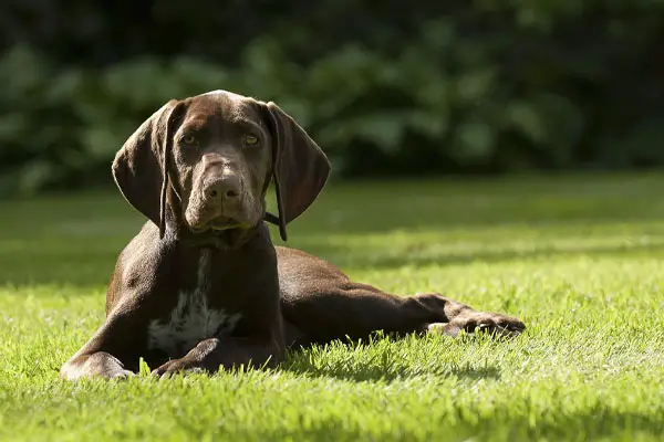 german shorthaired pointer