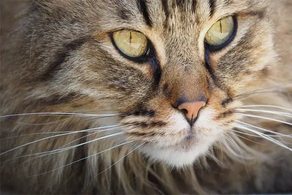 kitty with a closed or open litter box