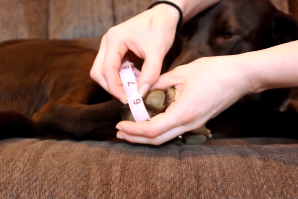 measuring dog paw circumference