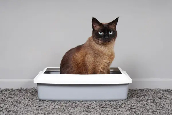 training a cat to use a litter box