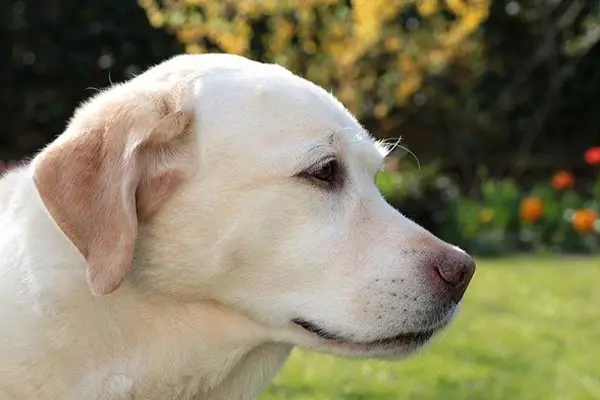 Yellow Labrador Retriever