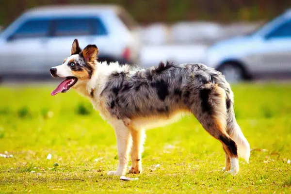 Australian Shepherd Facts