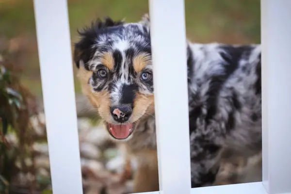 Australian Shepherd