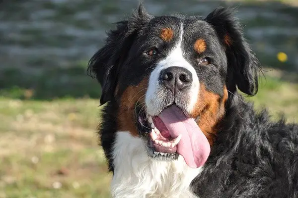 Bernese Mountain Dog Breed