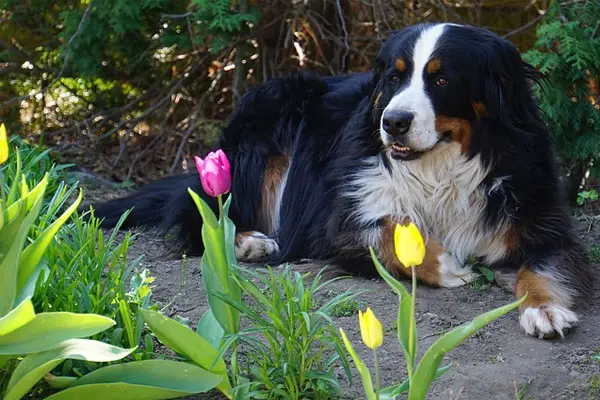 Bernese Mountain Dog Facts