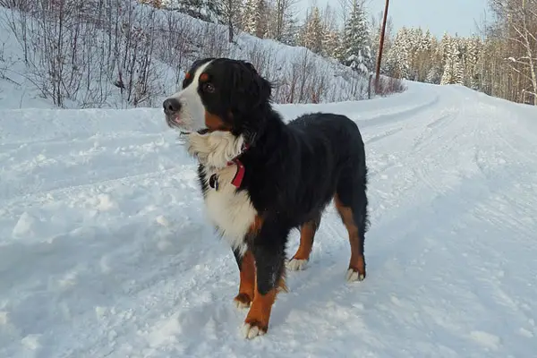 Bernese Mountain Dog