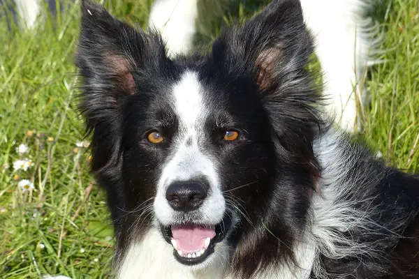 Border Collie Dog Breed