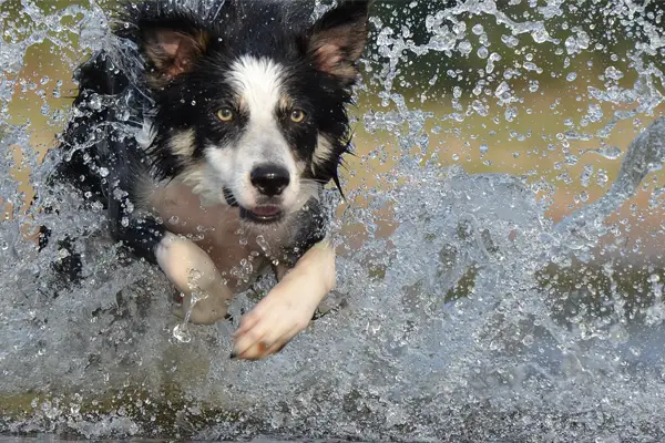 Border Collie Facts