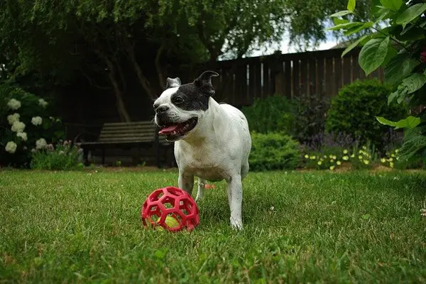 Boston Terrier Dog Breed