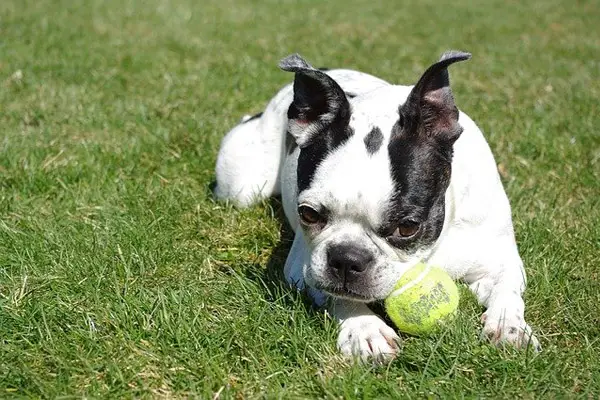 Boston Terrier Facts