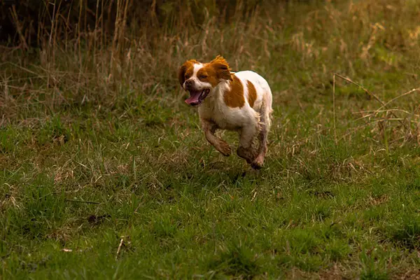 Brittany Dog Breed