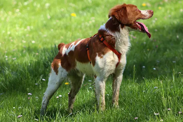 Brittany Dog Facts