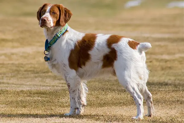 Brittany Dog