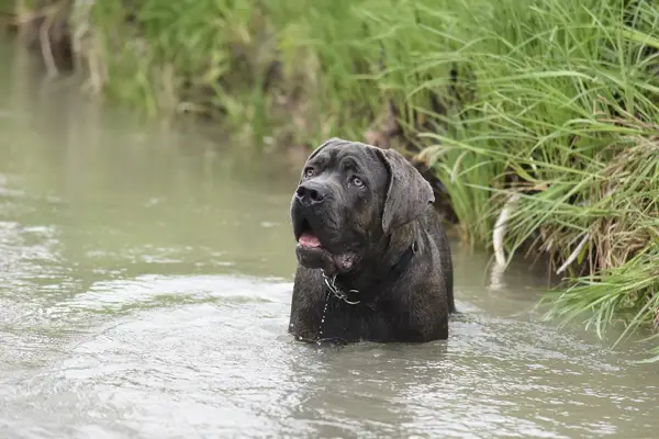 Cane Corso Dog Breed