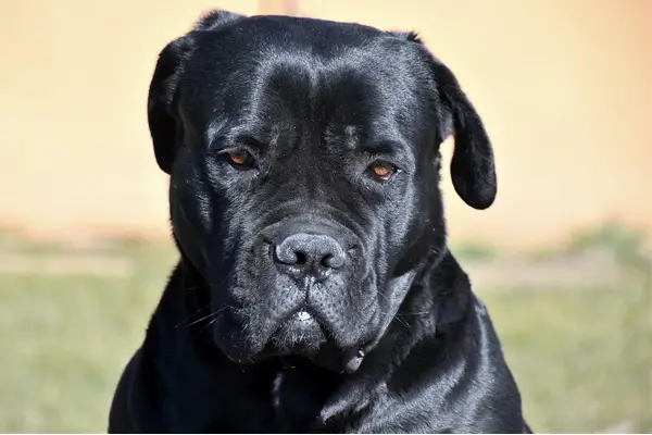 Cane Corso Facts