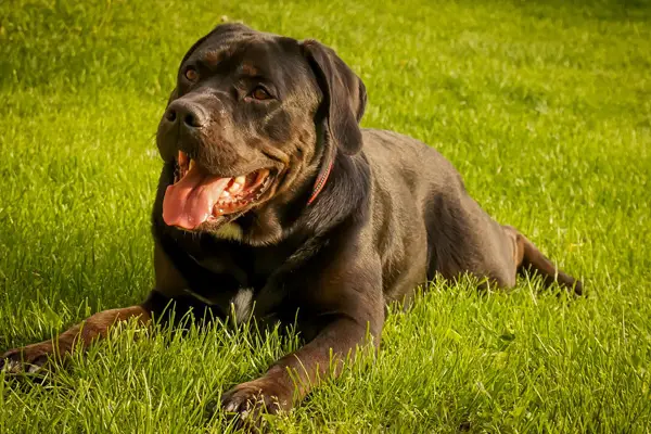 Cane Corso