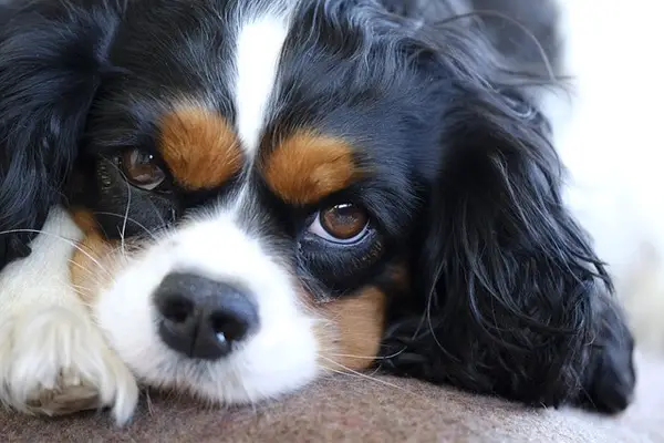 Cavalier King Charles Spaniel Dag Breed