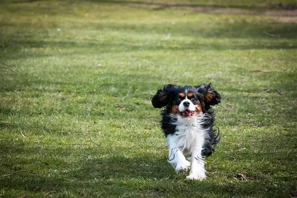 Cavalier King Charles Spaniel Facts