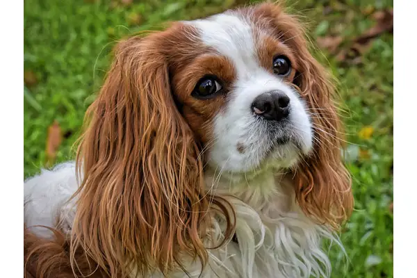 Cavalier King Charles Spaniel