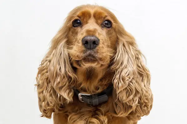 Cocker Spaniel Dog Breed