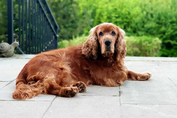 Cocker Spaniel Facts