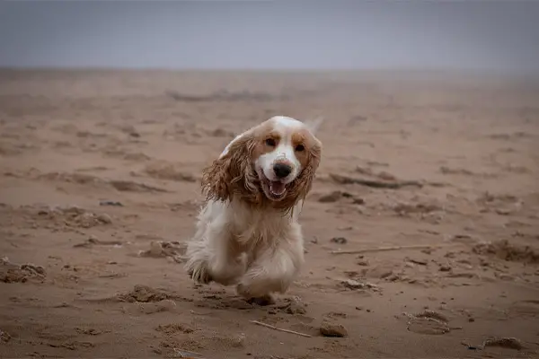 Cocker Spaniel