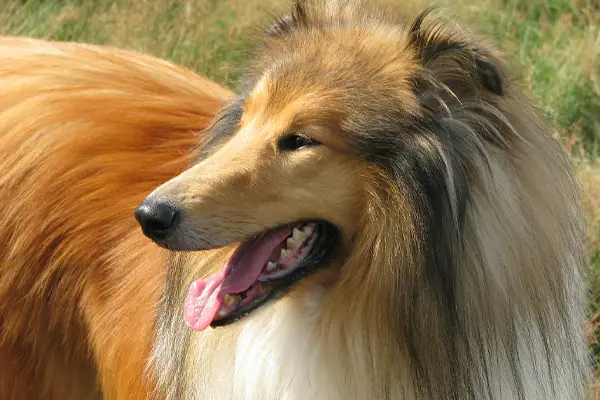 Collie Dog Breed