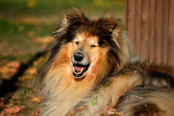 Collie