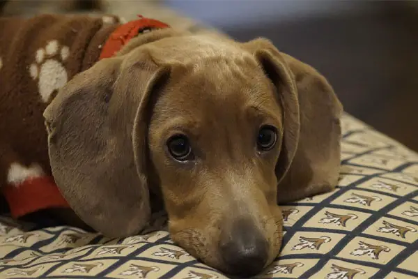 Dachshund Dog Breed