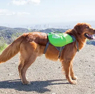 Daypak Dog Backpack Hiking Gear