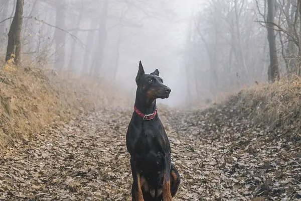 Doberman Pinscher Dog Breed